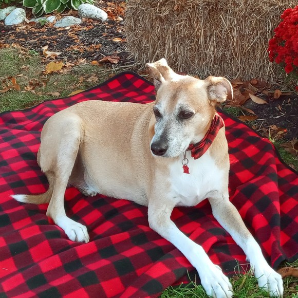 Meet your Posher, Amy - Picture 1 of 1